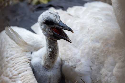 View of a young white stork chick with its beak open nestled against the soft white feathers of an adult bird in Selestat Grand Est France.