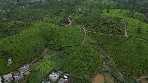 Aerial view of tea plantations in Nuwara Eliya Sri Lanka. Aerial view of tea plantations in Nuwara Eliya Sri Lanka.