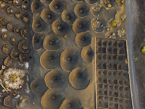 Aerial view of the unique volcanic vine pits of La Geria featuring circular stone walls protecting vines in dark volcanic soil in Lanzarote Canarias Spain. Aerial view of the unique volcanic vine pits of La Geria featuring circular stone walls protecting vines in dark volcanic soil in Lanzarote Canarias Spain.
