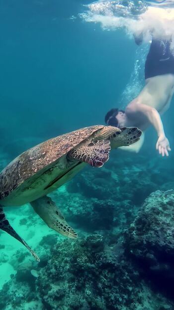 View of a snorkeler swimming with a sea turtle in Bali Indonesia. View of a snorkeler swimming with a sea turtle in Bali Indonesia.