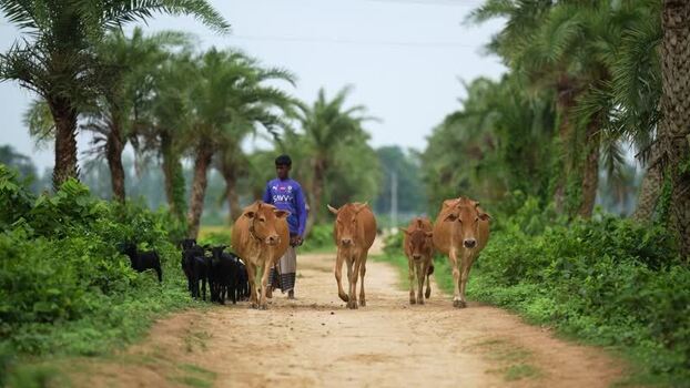 View of a young man herding cattle on a rural path Bangladesh.