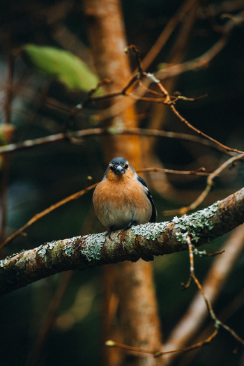 View of a vibrant bird perched on a lichen covered branch the rich browns and greens of the forest creating a lush backdrop Azores Azores Portugal. View of a vibrant bird perched on a lichen covered branch the rich browns and greens of the forest creating a lush backdrop Azores Azores Portugal.
