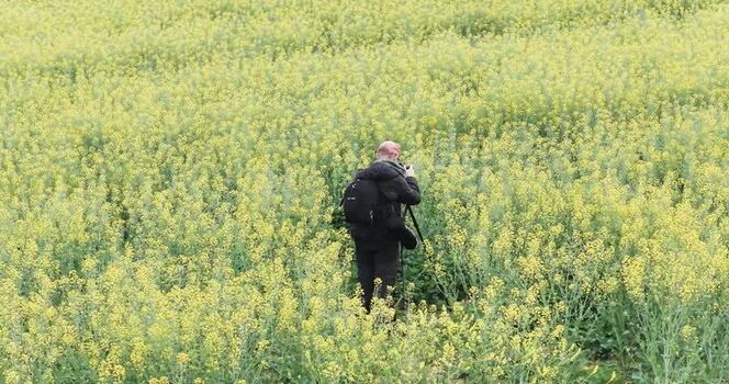 Aerial view of a photographer in a yellow flower field Italy.