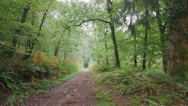 View of forest path and woodland shelter in United Kingdom. View of forest path and woodland shelter in United Kingdom.