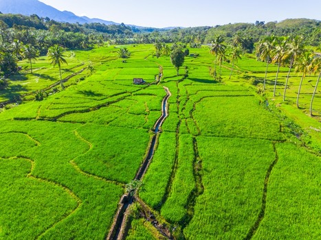 Aerial view of the lush green rice fields of Taba Tembilang with a narrow irrigation canal and palm trees under a clear blue sky in Arga Makmur Bengkulu Indonesia. Aerial view of the lush green rice fields of Taba Tembilang with a narrow irrigation canal and palm trees under a clear blue sky in Arga Makmur Bengkulu Indonesia.