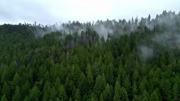 Aerial view of misty forest in California United States.