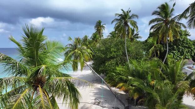 Aerial view of a tropical beach with palm trees Maldives. Aerial view of a tropical beach with palm trees Maldives.