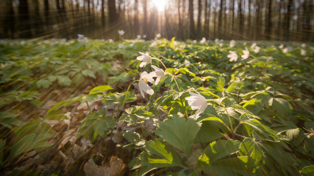 View of white wood anemone flowers blooming on the forest floor with sunlight filtering through the trees in Debrzno Pomeranian Voivodeship Poland. View of white wood anemone flowers blooming on the forest floor with sunlight filtering through the trees in Debrzno Pomeranian Voivodeship Poland.