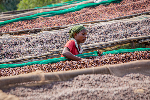 Aerial view of a woman working on coffee processing by spreading coffee beans on drying racks under the sun in Bujumbura Bujumbura Burundi.