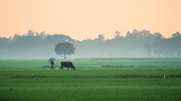 View of a farmer with a cow in a misty field Bangladesh. View of a farmer with a cow in a misty field Bangladesh.