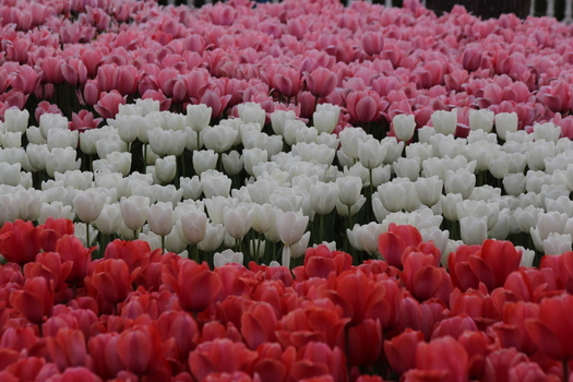 View of rows of vibrant pink white and red tulips blooming in Alaaddin Hill Park in Selcuklu Konya Turkiye. View of rows of vibrant pink white and red tulips blooming in Alaaddin Hill Park in Selcuklu Konya Turkiye.