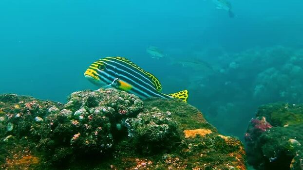 View of a striped sweetlips fish swimming near a coral reef Indonesia.