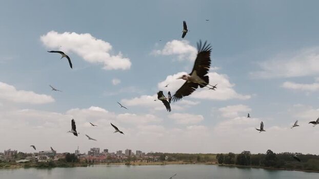 Aerial view of marabou storks flying over a lake in Kenya. Aerial view of marabou storks flying over a lake in Kenya.