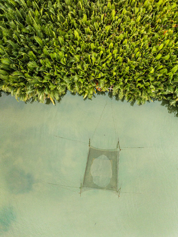 Aerial view of a traditional fishing net submerged in calm river water alongside lush nipa palm trees Vietnam. Aerial view of a traditional fishing net submerged in calm river water alongside lush nipa palm trees Vietnam.