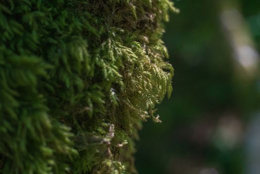 View of vibrant green moss growing on a textured tree trunk in a forest setting in Looe Cornwall United Kingdom. View of vibrant green moss growing on a textured tree trunk in a forest setting in Looe Cornwall United Kingdom.