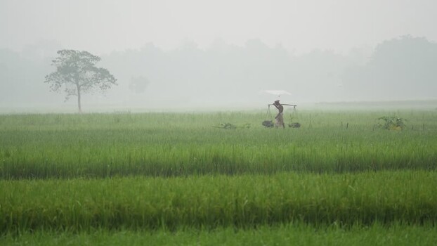 View of a farmer walking through misty rice fields in Bogura Bangladesh.