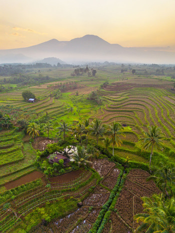 Aerial view of Kemumu rice terraces with lush palm trees a small house and a distant mountain under a soft golden sky in Arma Jaya Bengkulu Indonesia. Aerial view of Kemumu rice terraces with lush palm trees a small house and a distant mountain under a soft golden sky in Arma Jaya Bengkulu Indonesia.