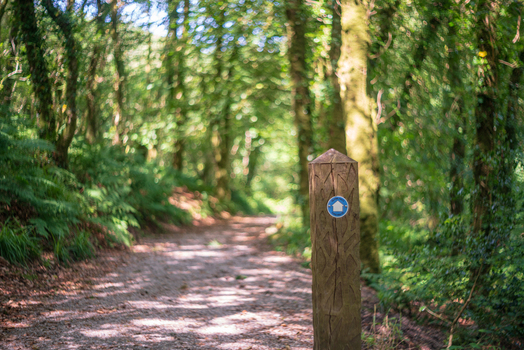 View of a wooden trail marker with a blue arrow sign along a gravel path winding through the lush green forest of Golitha Falls National Nature Reserve Liskeard England United Kingdom. View of a wooden trail marker with a blue arrow sign along a gravel path winding through the lush green forest of Golitha Falls National Nature Reserve Liskeard England United Kingdom.