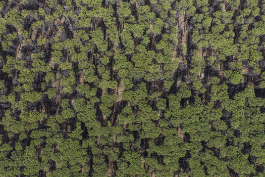 Aerial view of a dense green pine forest with long shadows and sunlight filtering through the trees in Paestum Campania Italy.
