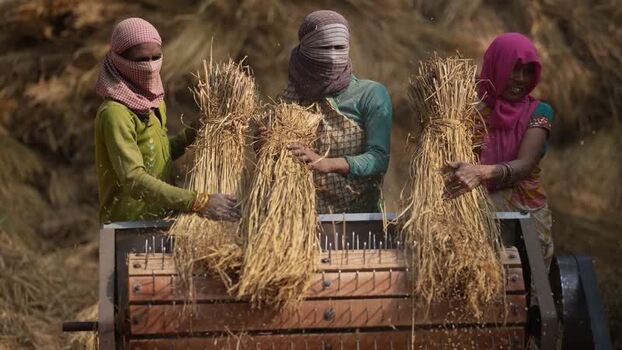 View of women threshing grain in a rural field India.