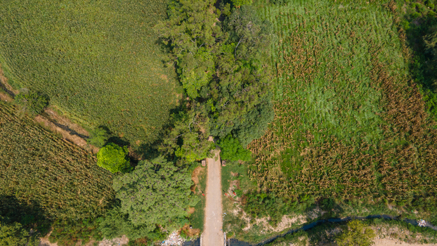 Lahore Punjab Pakistan 08 September 2026 Aerial view of a dirt road running through agricultural fields and lush green trees in the rural landscape.
