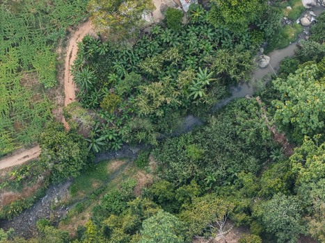 Aerial view of the lush tropical landscape featuring a winding river flowing through dense green vegetation banana trees and a dirt path in Jarabacoa La Vega Province Dominican Republic.