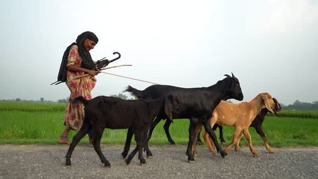 View of a woman leading goats along a rural road Bangladesh. View of a woman leading goats along a rural road Bangladesh.