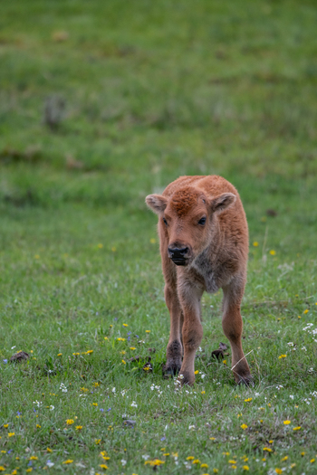 View of a young bison calf standing in a lush green meadow filled with small yellow wildflowers in Yellowstone National Park Wyoming United States. View of a young bison calf standing in a lush green meadow filled with small yellow wildflowers in Yellowstone National Park Wyoming United States.