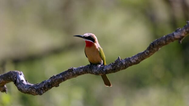 View of a white fronted bee eater perched on a branch South Africa.
