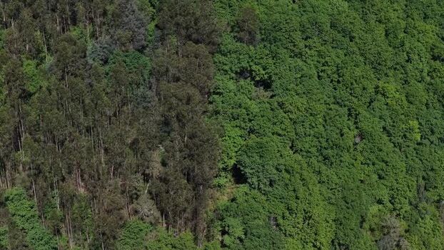 Drone shot of eucalyptus monoculture vs. native oak forest Portugal. Drone shot of eucalyptus monoculture vs. native oak forest Portugal.