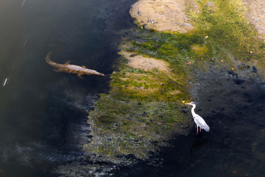 Aerial view of a crocodile lurking in the dark waters near the algae covered riverbank while a heron stands gracefully nearby Mpumalanga South Africa.