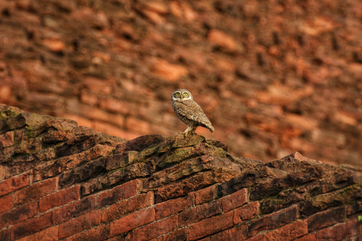 View of an owl perched atop weathered red brickwork contrasting against a blurred brick background evoking a sense of serene observation Rajshahi Bangladesh.