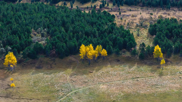 Aerial view of Heidmork nature reserve featuring a dense green pine forest vibrant yellow autumn trees and a winding dirt path through a grassy field in Kopavogur Reykjavikurborg Iceland. Aerial view of Heidmork nature reserve featuring a dense green pine forest vibrant yellow autumn trees and a winding dirt path through a grassy field in Kopavogur Reykjavikurborg Iceland.