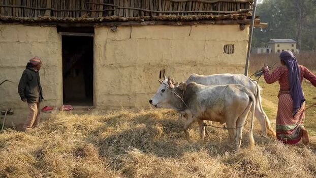 View of farmers with oxen by a traditional mud house Nepal. View of farmers with oxen by a traditional mud house Nepal.
