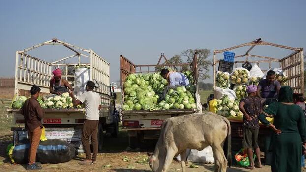 View of men loading fresh vegetables into trucks Nepal. View of men loading fresh vegetables into trucks Nepal.