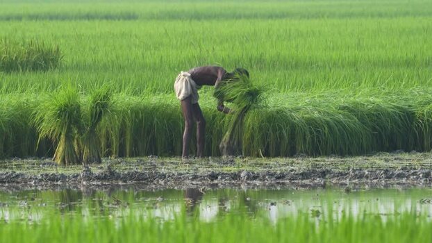 View of a farmer working in a lush green rice paddy field Bangladesh. View of a farmer working in a lush green rice paddy field Bangladesh.