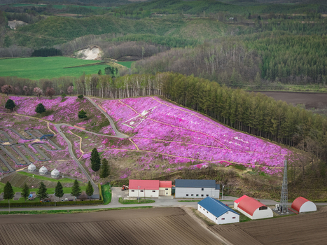 Aerial view of Higashimokoto Shibazakura Park featuring vibrant pink moss phlox covering the hillside winding paths and farm buildings in Ozora Hokkaido Japan. Aerial view of Higashimokoto Shibazakura Park featuring vibrant pink moss phlox covering the hillside winding paths and farm buildings in Ozora Hokkaido Japan.