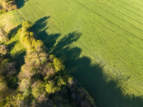 Aerial view of vibrant green agricultural fields and a row of trees casting long shadows during golden hour Cerin Banskobystricky kraj Slovakia. Aerial view of vibrant green agricultural fields and a row of trees casting long shadows during golden hour Cerin Banskobystricky kraj Slovakia.