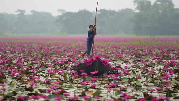 View of a boy on a boat in a water lily pond Bangladesh. View of a boy on a boat in a water lily pond Bangladesh.