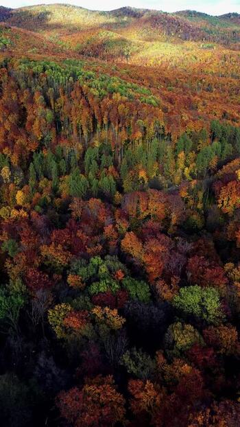 Aerial view of autumn forest in Miskolc Hungary. Aerial view of autumn forest in Miskolc Hungary.