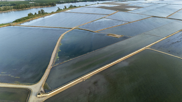Aerial view of the flooded rice fields of Isla Minima with dirt paths and the Guadalquivir river under soft light Sevilla Andalucia Spain. Aerial view of the flooded rice fields of Isla Minima with dirt paths and the Guadalquivir river under soft light Sevilla Andalucia Spain.