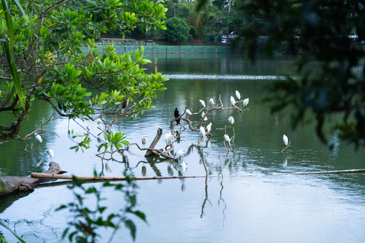 View of white egrets and a cormorant perched on branches in the calm waters of Kandy Lake surrounded by lush tropical greenery Kandy Central Province Sri Lanka. View of white egrets and a cormorant perched on branches in the calm waters of Kandy Lake surrounded by lush tropical greenery Kandy Central Province Sri Lanka.