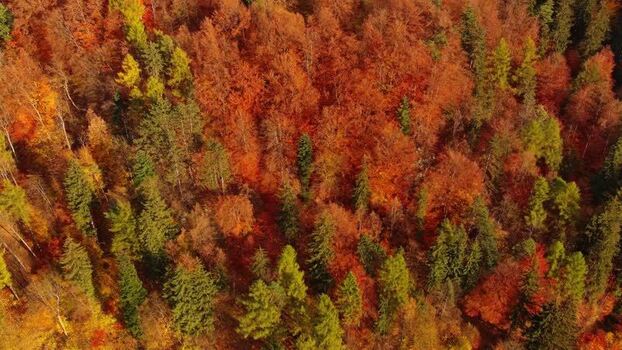Aerial view of autumn forest in Transylvania Romania.