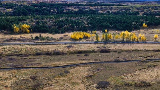 Aerial view of the vibrant autumn foliage in Heidmork nature reserve with golden trees and dark green conifers along winding roads in Kopavogur Reykjavikurborg Iceland. Aerial view of the vibrant autumn foliage in Heidmork nature reserve with golden trees and dark green conifers along winding roads in Kopavogur Reykjavikurborg Iceland.