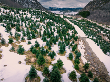 Aerial view of Christmas tree plantations covered in patches of snow on a hillside in Hjelmelandsvagen Rogaland Norway.
