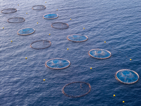 Aerial view of circular fish farm cages with blue nets and yellow buoys floating in the deep blue sea off the coast of Antibes Provence Alpes Cote d Azur France. Aerial view of circular fish farm cages with blue nets and yellow buoys floating in the deep blue sea off the coast of Antibes Provence Alpes Cote d Azur France.