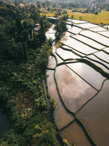 Aerial view of lush green rice terraces with water reflecting the sky and surrounding palm trees in Ubud Bali Indonesia. Aerial view of lush green rice terraces with water reflecting the sky and surrounding palm trees in Ubud Bali Indonesia.