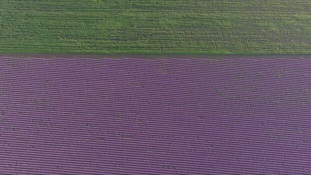 Aerial view of lavender fields in the countryside of Bulgaria. Aerial view of lavender fields in the countryside of Bulgaria.