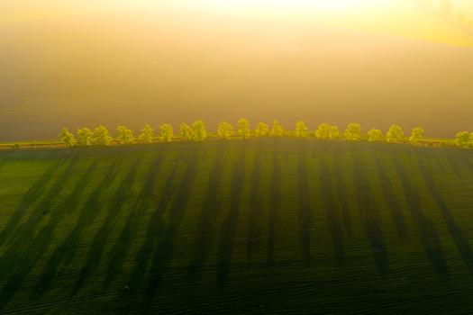 Aerial view of a row of trees casting long shadows across a vibrant green field during the golden hour in Kyjov South Moravian Region Czechia.