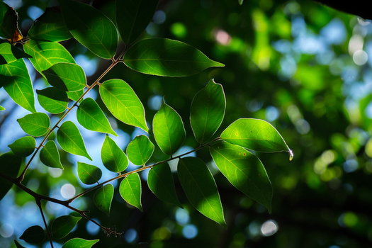 View of vibrant green leaves backlit by sunlight in a lush forest setting Costa Rica.